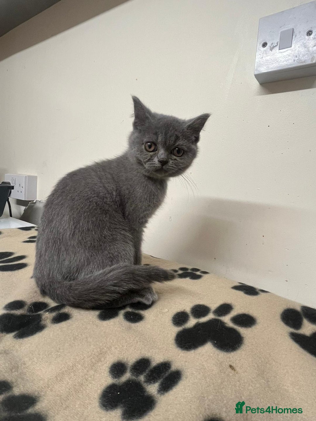 British Shorthair cats for sale: 3 BSH female kittens remaining-  ready now.  - Image 12