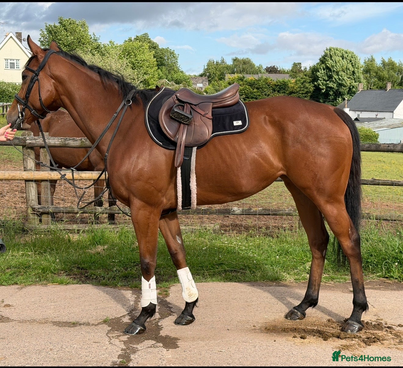 English Thoroughbred horses Lizzie The Yard Legend  - Advert 1
