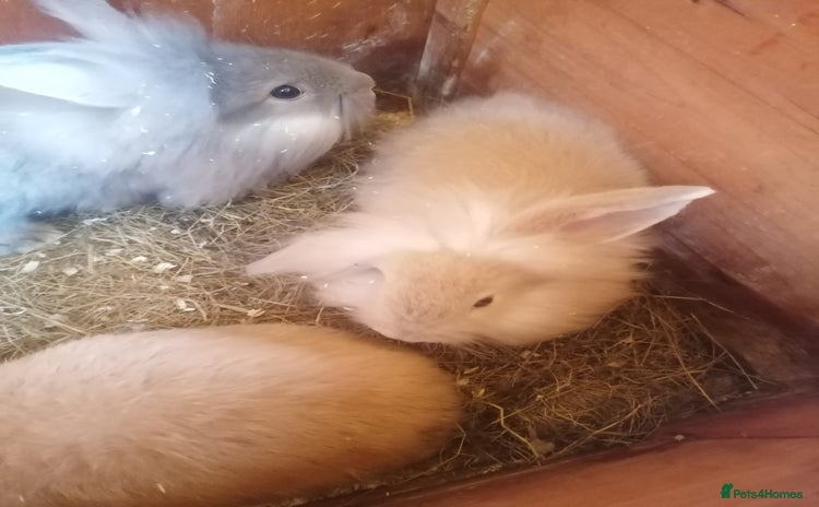 Mini Lion Lop rabbits - Advert 3