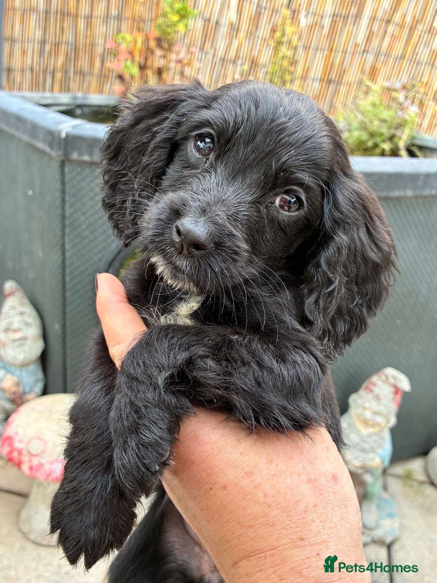 Cocker Spaniel dogs READY NOW last little beautiful cocker spaniels - Advert 6