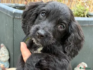Cocker Spaniel dogs READY NOW last little beautiful cocker spaniels - Advert 1