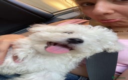 Bichon Frise dogs for stud: Bichon frise for stud - Image 3