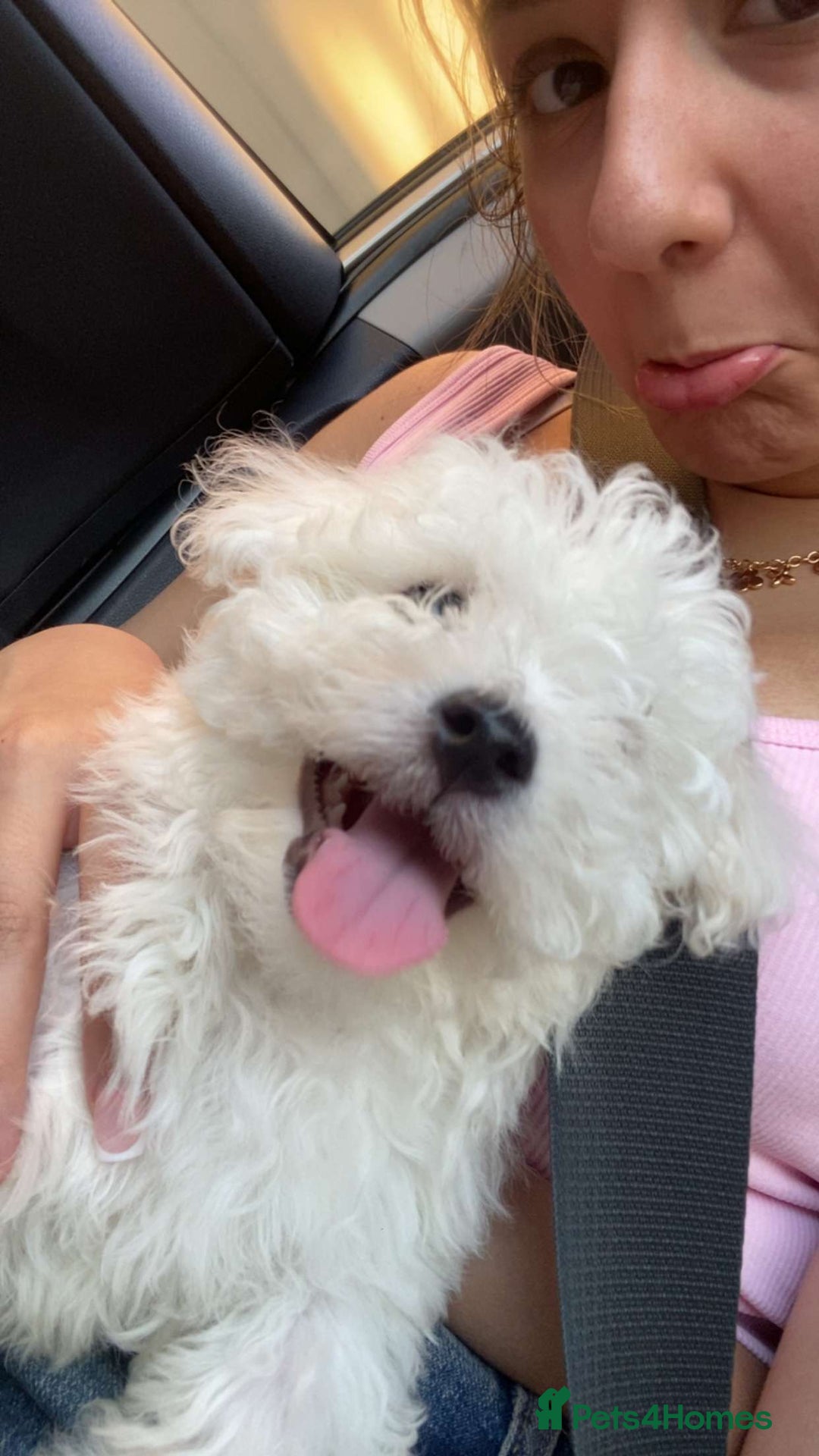 Bichon Frise dogs for stud: Bichon frise for stud - Image 3