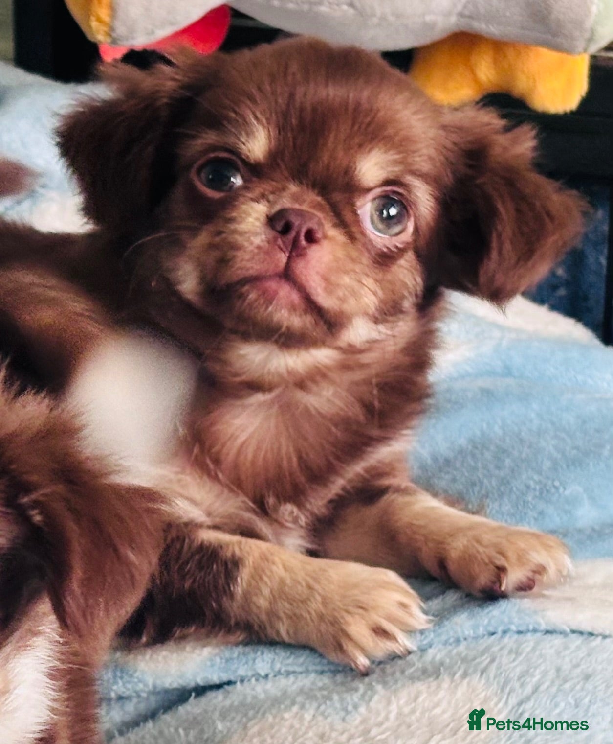 Chihuahua dogs Amazing tiny long coat girl puppy  - Advert 11