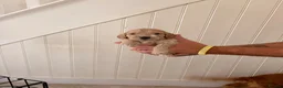 Cockapoo dogs for sale: Beautiful F1 Cockapoos  - Advert 3