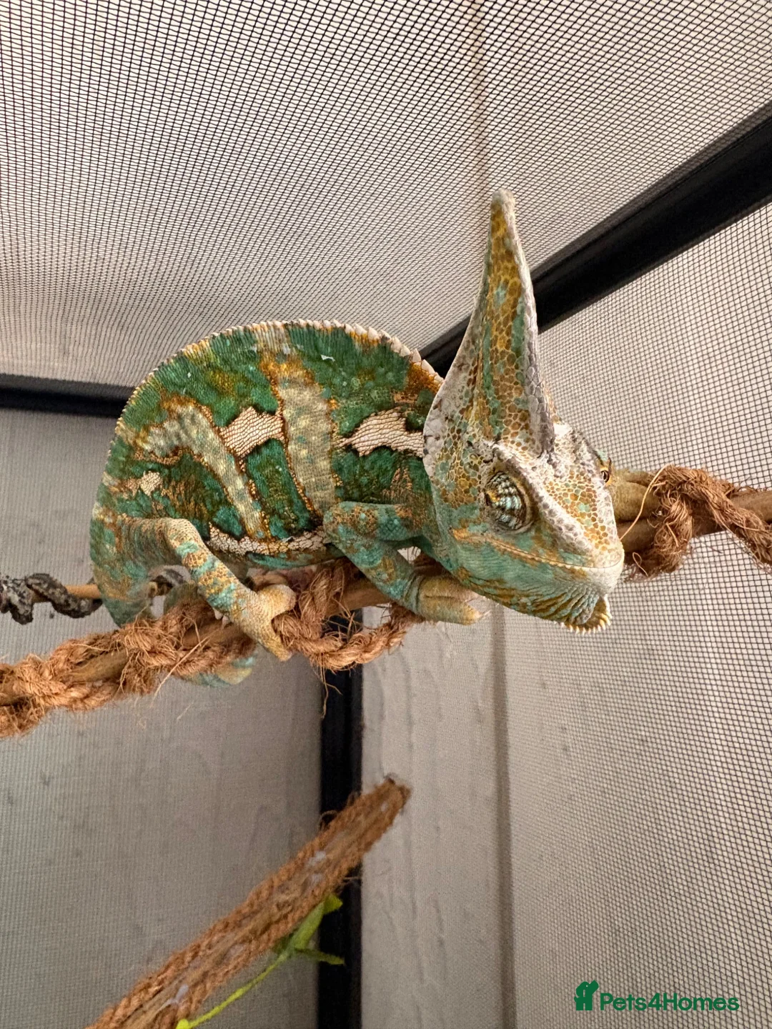 Chameleon reptiles for sale: Veiled chameleon  in Rochester - Advert 1