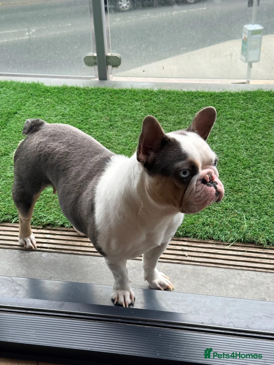 French Bulldog dogs for sale: Stunning Husky Blue French Bulldog Female - Advert 1