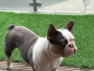 French Bulldog dogs Stunning Husky Blue French Bulldog Female - Advert 1