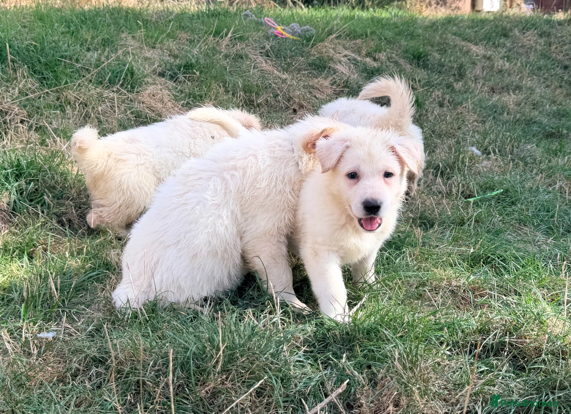 German Shepherd dogs Beautiful White Pedigree German Shepherd Puppies - Advert 2