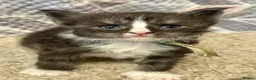Maine Coon cats for sale: 6 Beautiful pedigree TICA reg Maine Coon kittens - Advert 9