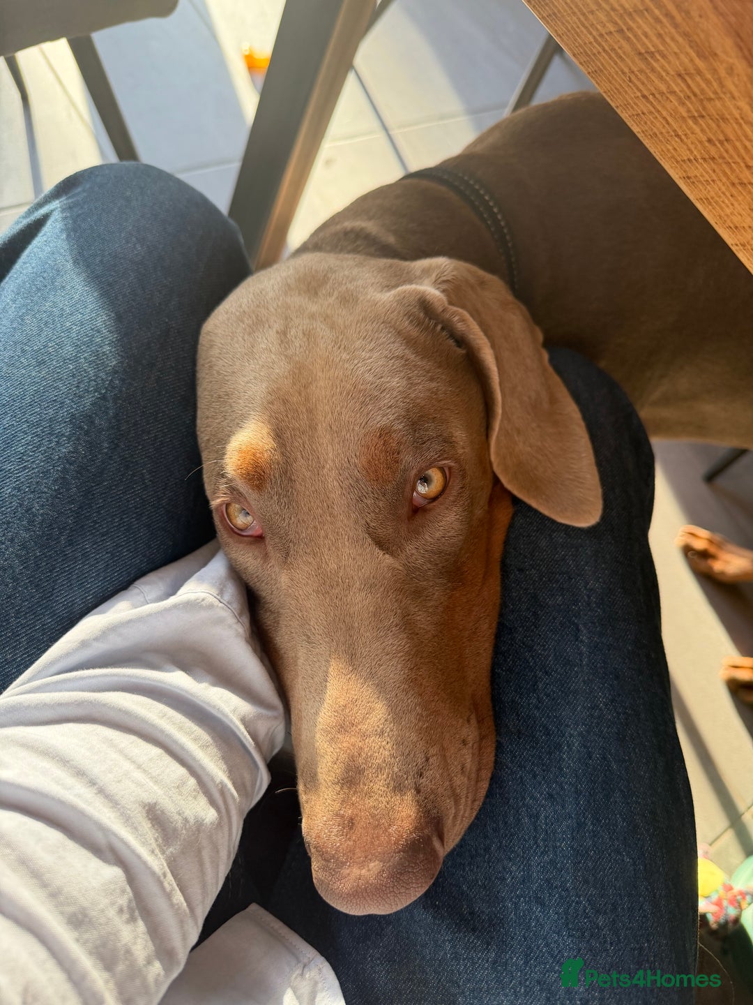 Dobermann dogs for sale: Theo needs a new home - Advert 2