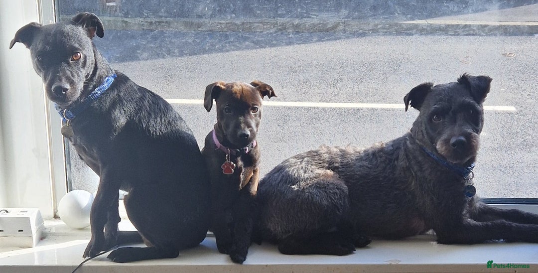 Patterdale Terrier dogs for sale: 1 year old Male Patterdale - Image 22