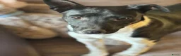Mixed Breed dogs for adoption: Little Lara looking for love - Advert 4