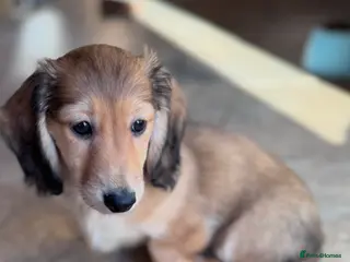 Miniature Dachshund dogs Minature dachshunds long haired ONE boy left - Advert 15