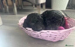 Cockapoo dogs for sale: 7 F1b Cockapoos  - Image 2