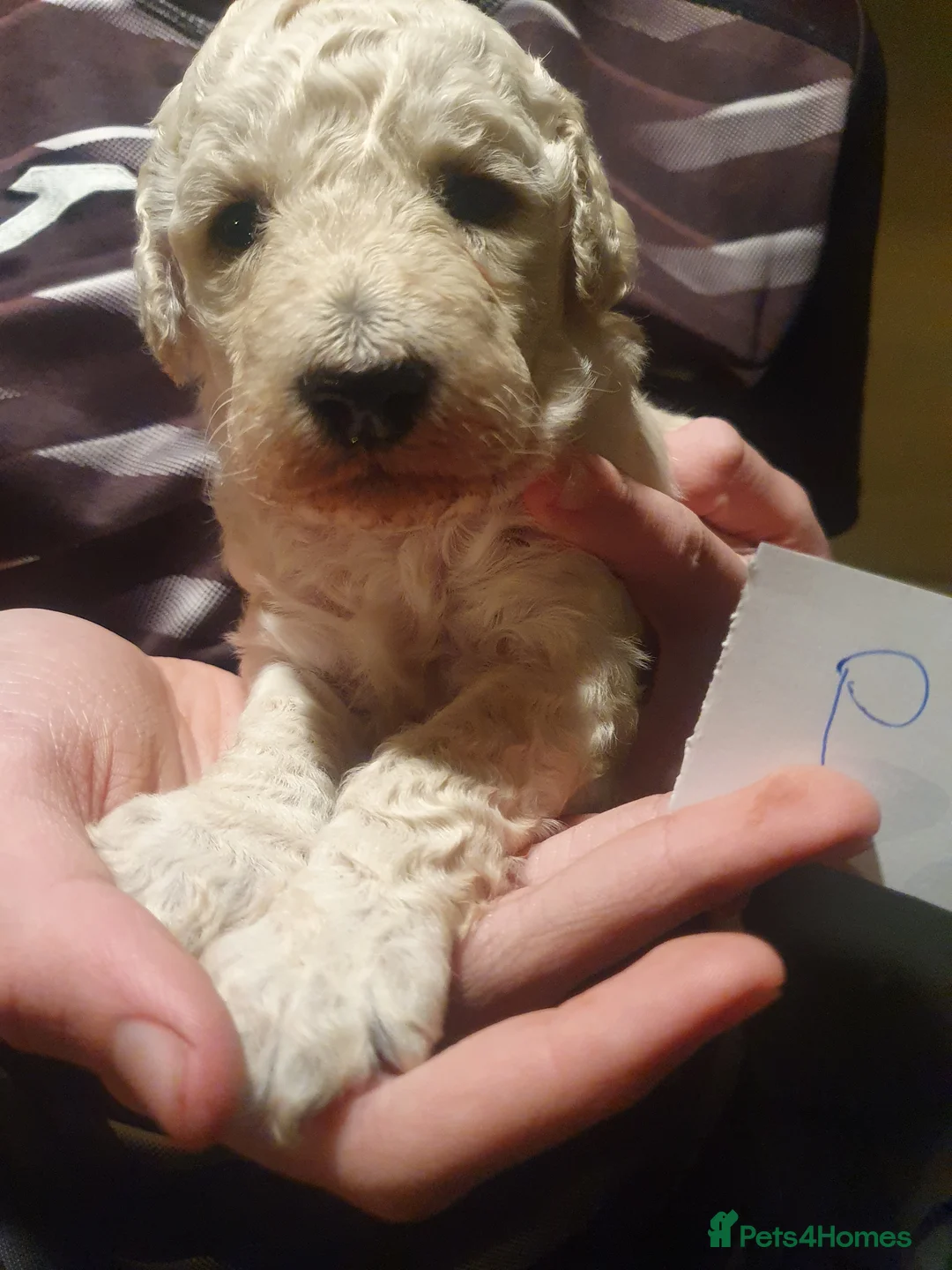 Standard Poodle dogs for sale: KC Standard poodles puppies from Champion lines - Advert 8