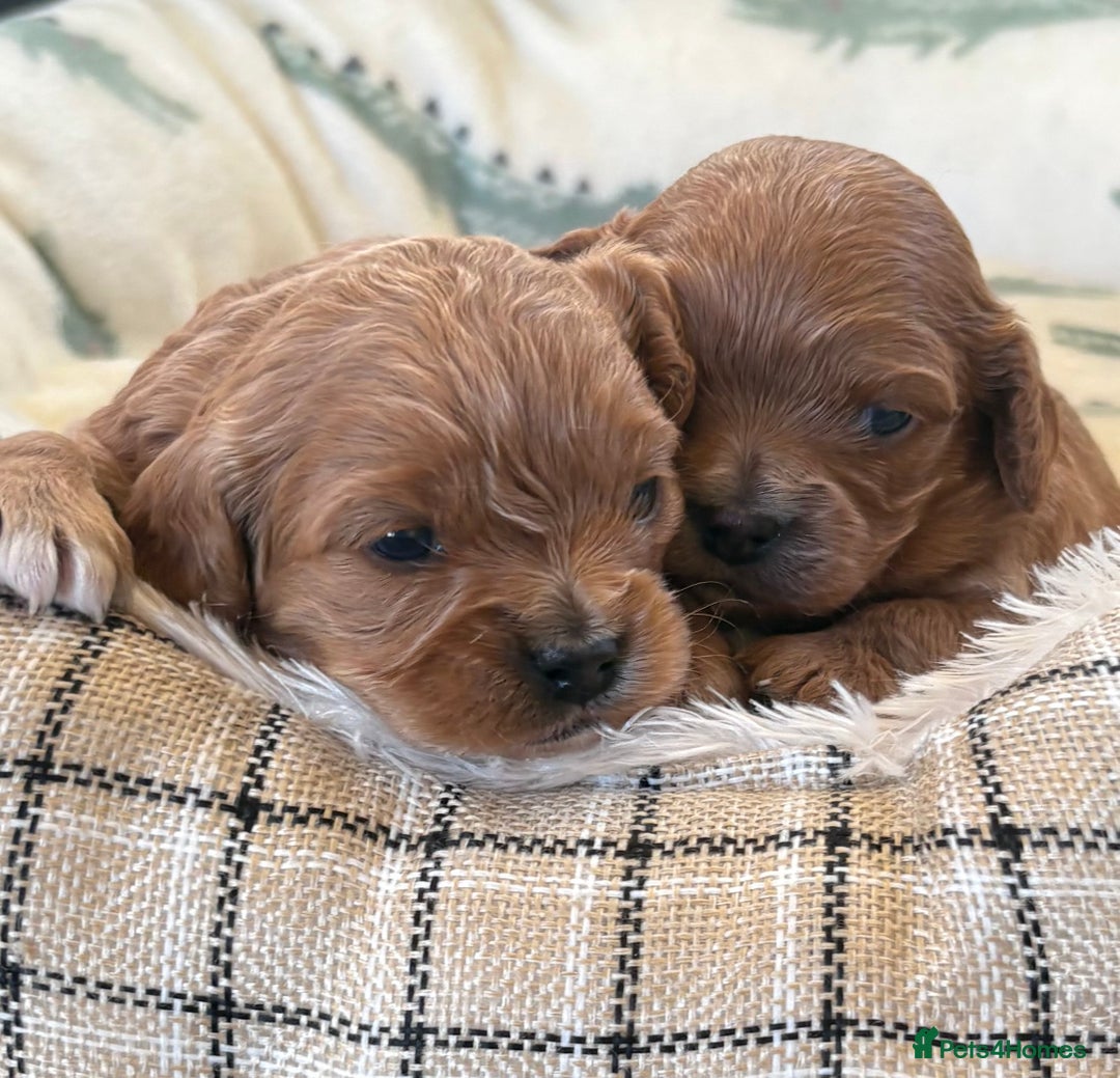 Cavapoo dogs for sale: F1 Toy Cavapoo Puppy’s! - Advert 12