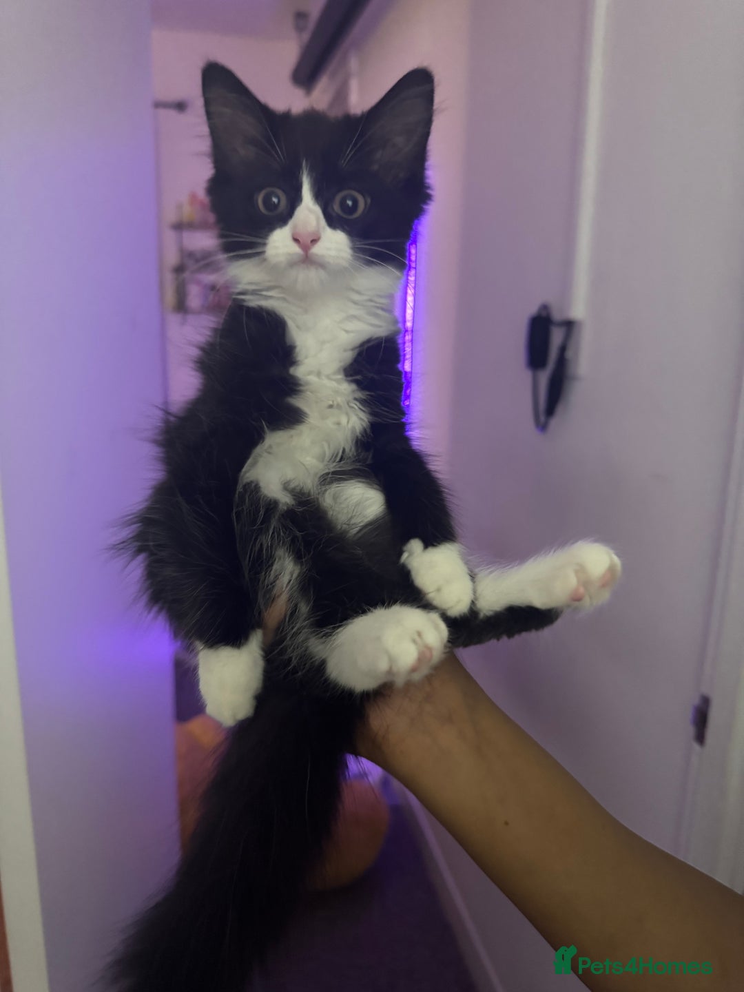 Mixed Breed cats for sale: Beautiful kittens for sale - Image 9