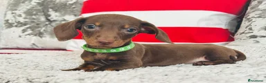Miniature Dachshund 2