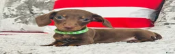 Miniature Dachshund dogs for sale: Beautiful miniature dachshund puppies - Advert 21