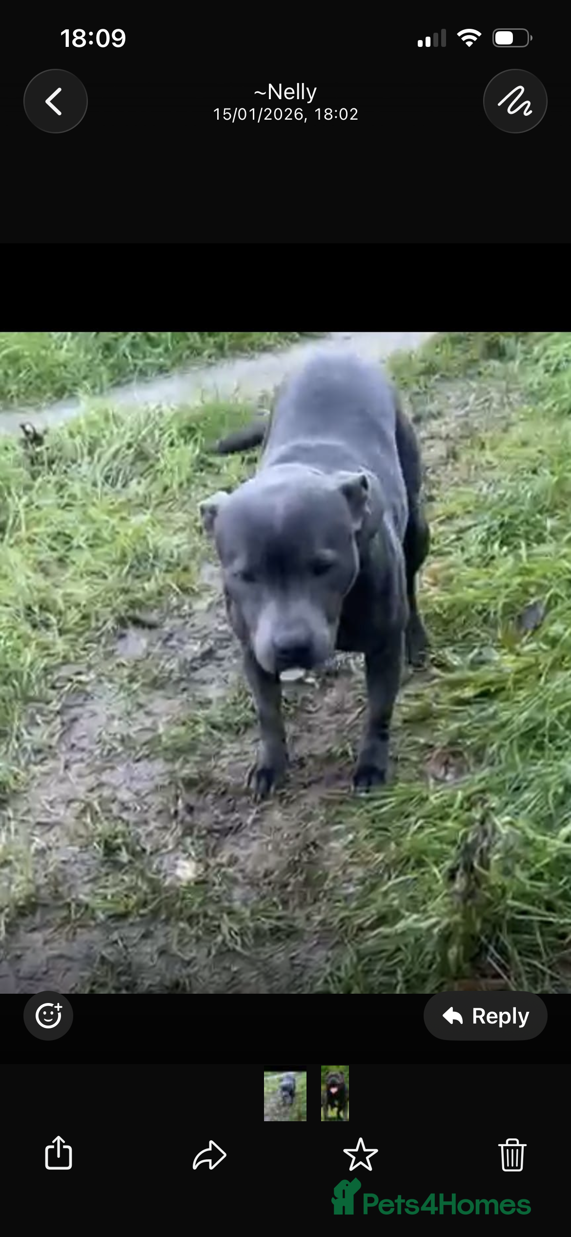 Staffordshire Bull Terrier dogs Yogi Bear 3 1/2 months old male Staff pup.  - Advert 2