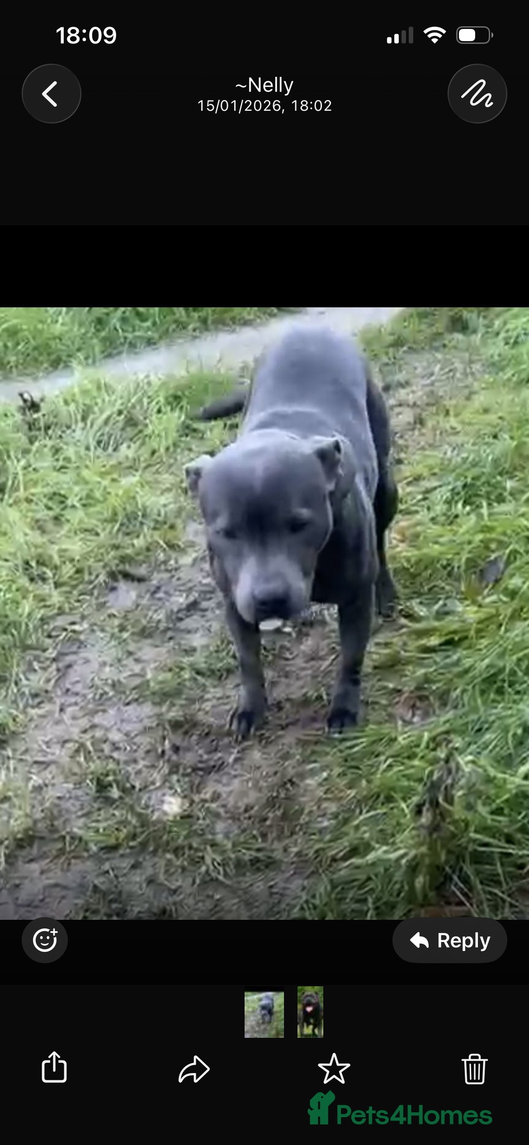 Staffordshire Bull Terrier dogs for sale: Yogi Bear 3 1/2 months old male Staff pup.  - Advert 1