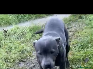 Staffordshire Bull Terrier dogs Yogi Bear 3 1/2 months old male Staff pup. - Advert 17