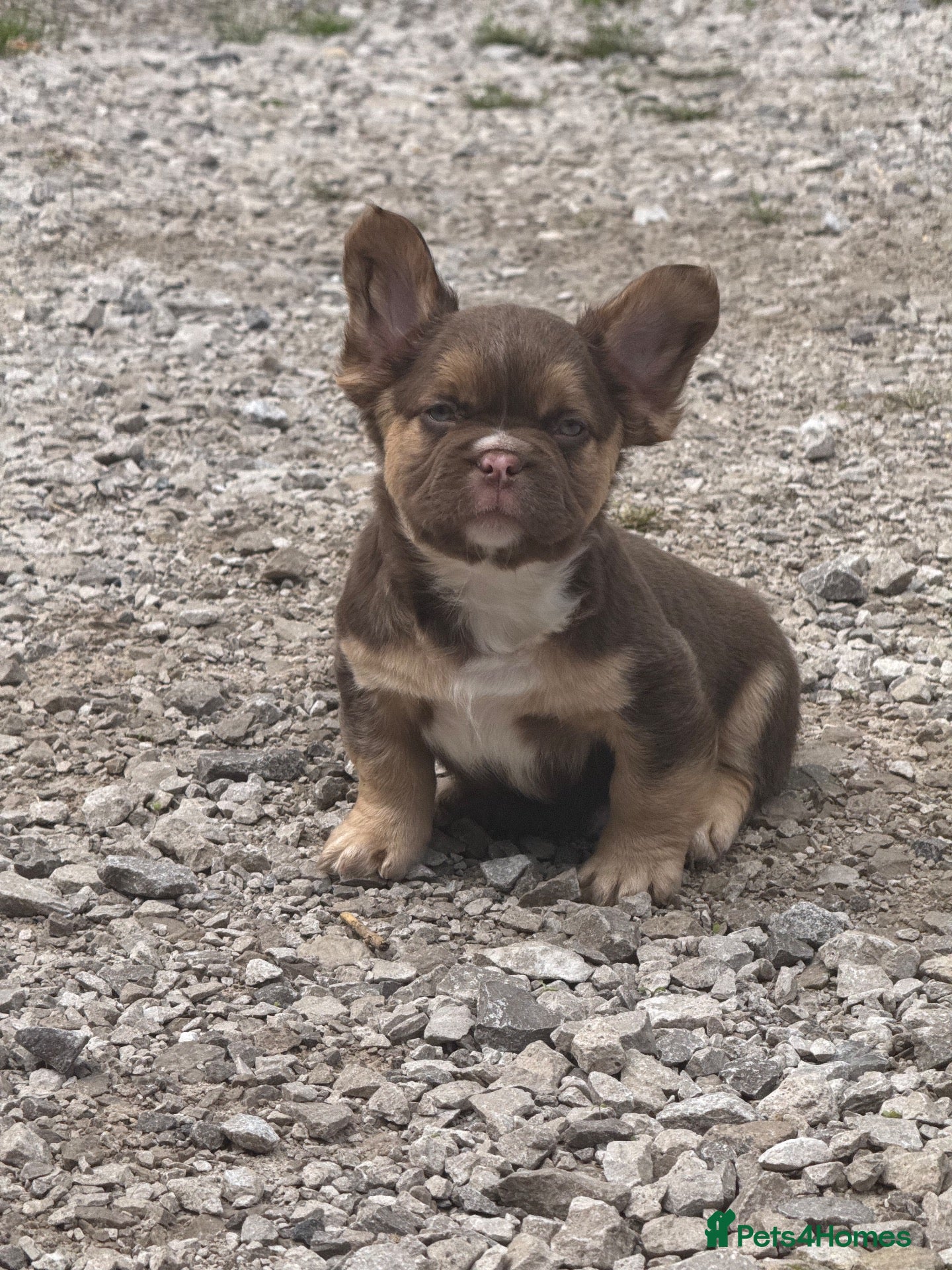 French Bulldog dogs Unique French bulldog pups READY - Advert 1
