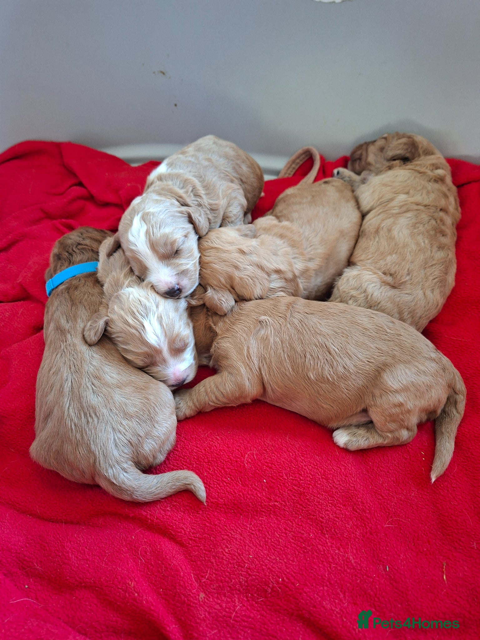 Cockapoo dogs F1 Cockapoo puppies  - Advert 2