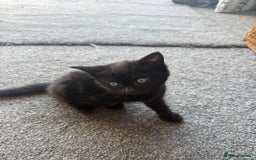 Bengal cats for sale: 2 black female cats  - Image 3