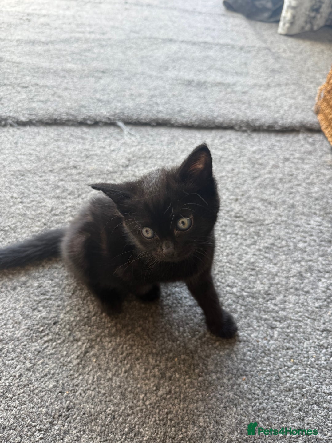 Bengal cats for sale: 2 black female cats  - Image 3