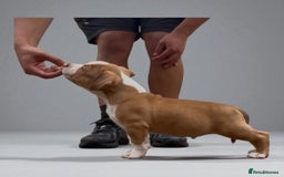 American Bully dogs for sale: Champion Bloodline American Pocket Bully Puppies - Image 8