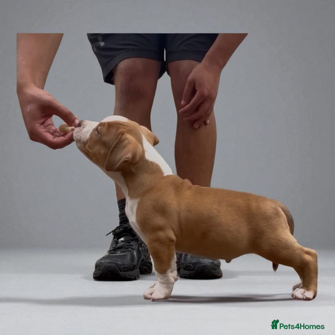 American Bully dogs for sale: Champion Bloodline American Pocket Bully Puppies - Image 8
