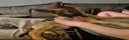 German Shepherd dogs for sale: 2 German Shepherd puppies 1 male 1 female - Advert 2