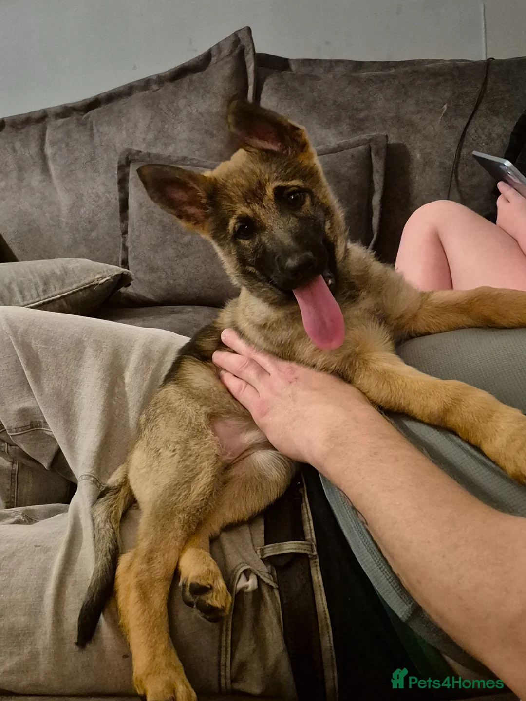 German Shepherd dogs for sale: 2 German Shepherd puppies 1 male 1 female - Advert 2