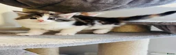 Maine Coon cats for sale: Maine coon kittens  - Advert 28