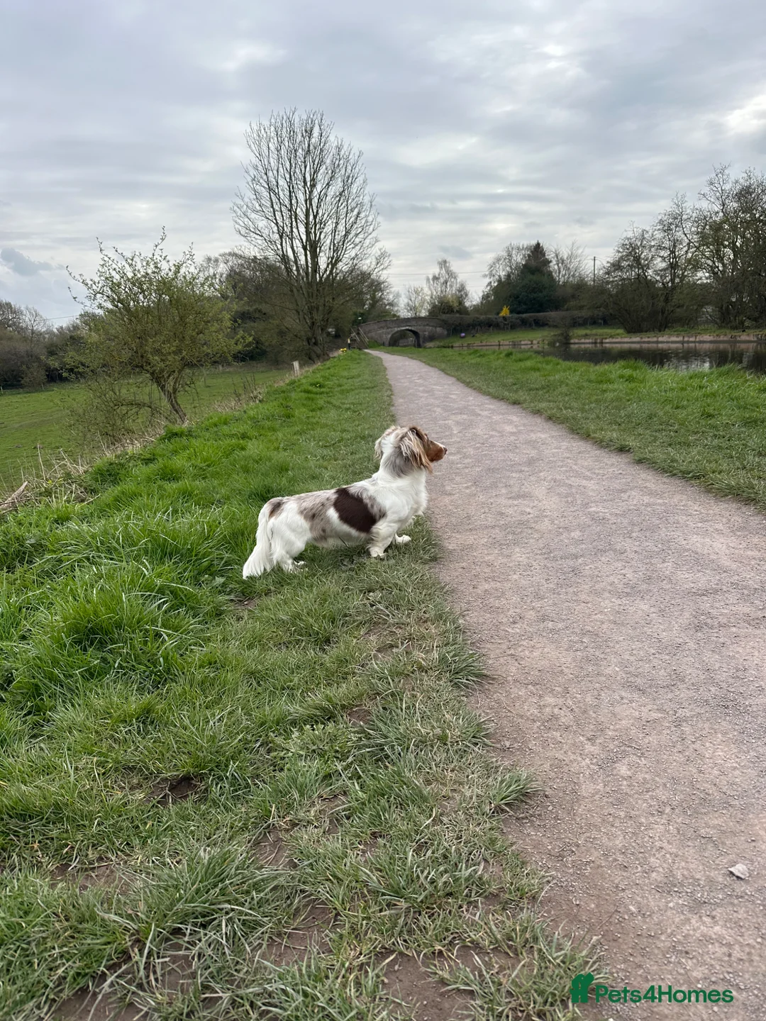 Dachshund dogs for stud: Proven stud in Wolverhampton - Advert 1