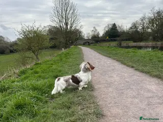 Dachshund dogs Proven stud - Advert 2