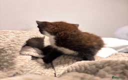 British Shorthair cats for sale: 2 MONTH OLD KITTEN FOR SALE - Image 4