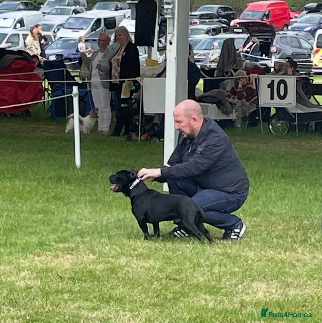 Staffordshire Bull Terrier dogs for stud: Phenomenal fertility- New Stud dog 2025 - Image 9
