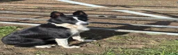 Border Collie dogs for sale: Border Collie Pups - 5 Girl & 5 Boys in Neath - Advert 1