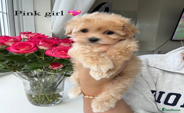 Maltipoo dogs - Advert 1
