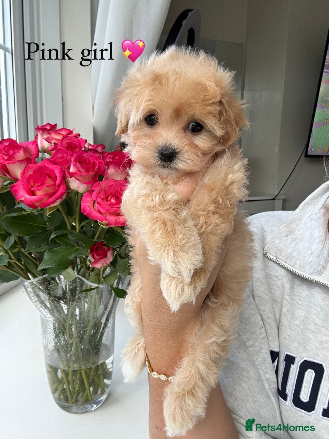 Maltipoo dogs for sale: F1 Maltipoos KC reg health tested parent - Image 1