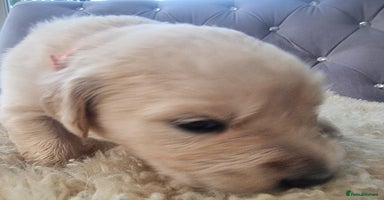 Golden Retriever dogs - Advert 1