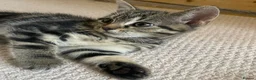 Mixed Breed cats for sale: Kittens looking for a new home 🐱 - Advert 6
