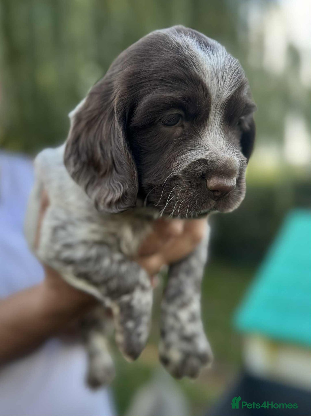 English Springer Spaniel dogs for sale: Spaniel puppies - Image 4