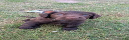 Sprocker dogs for sale: Sprocker puppies READY NOW - Advert 20