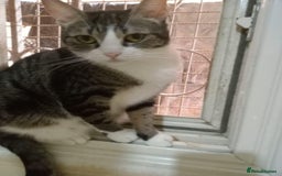 Mixed Breed cats for adoption: Perfect cuddly Patchi! - Image 6
