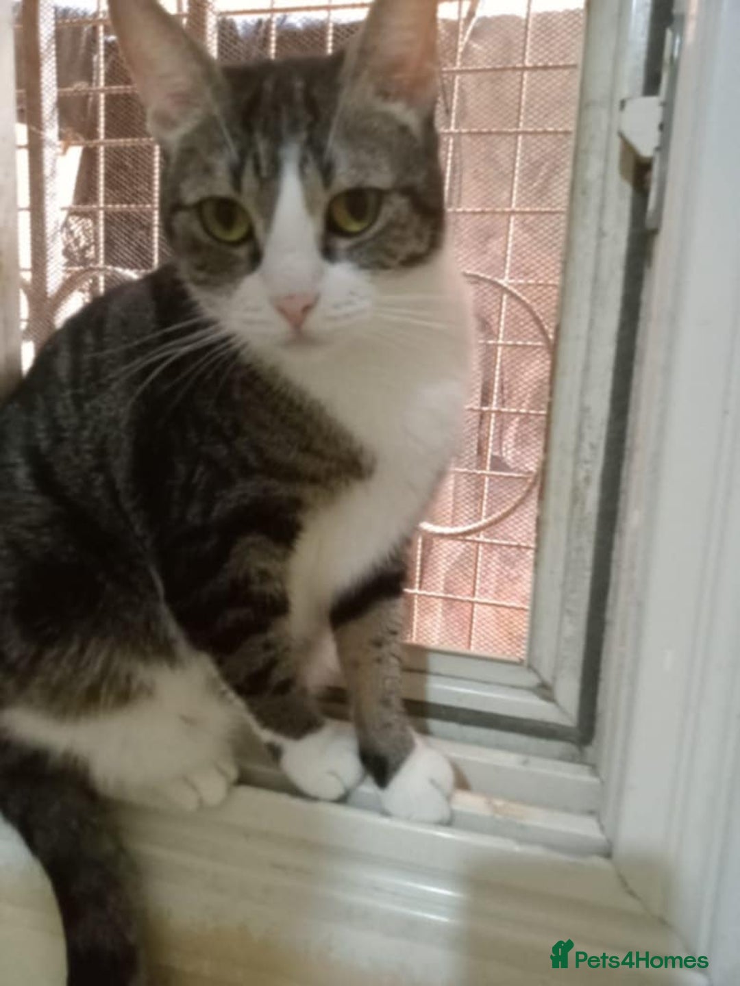 Mixed Breed cats for adoption: Perfect cuddly Patchi! - Image 6