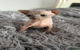 Sphynx cats for sale: Amazing colour Sphynx - Image 11